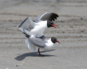 Laughing Gull Mating