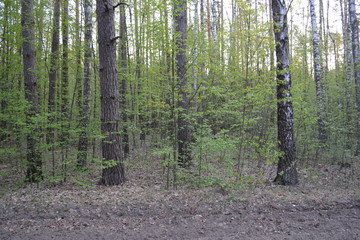 Trees in the forest in spring.