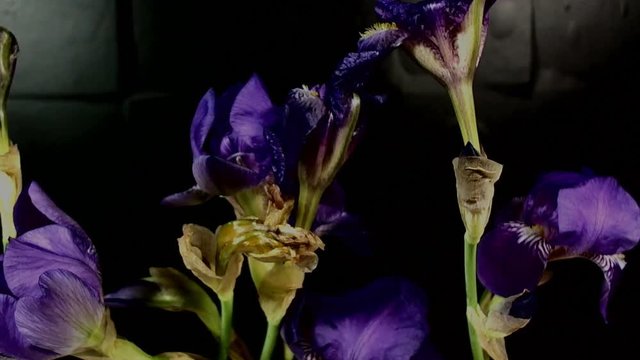 Unblooming colored flower buds, timelapse footage. Close up, macro.