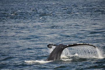 Fototapeta premium Baleine-Rorqual à Tadoussac 
