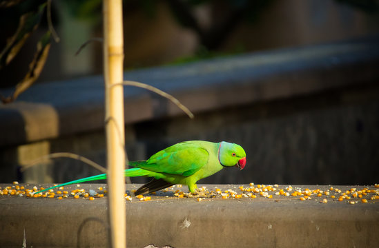 Green Indian Ringneck Parakeet, Colorful Parrot eating corn slice, Phuket Bird Park,