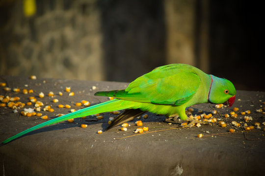 Green Indian Ringneck Parakeet, Colorful Parrot eating corn slice, Phuket Bird Park,