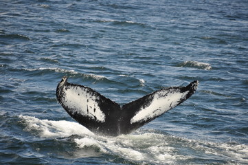 Fototapeta premium Baleine-Rorqual à Tadoussac 