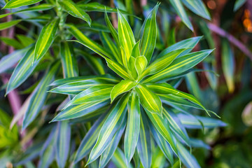 Fototapeta premium Green Leaves