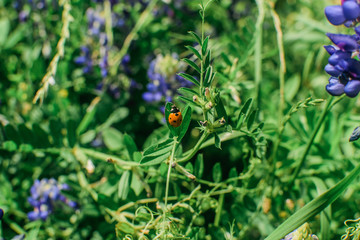 Closeup of Ladybug on Texas Bluebonnet