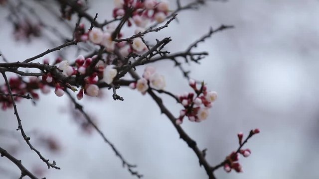 White Blossom Apricot Tree Branch, during Spring Season. Beautiful nature scene with blooming tree. Shallow depth of field. Close up, selective focus. Full HD video 59.94 fps