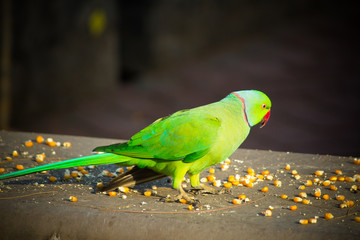 Green Indian Ringneck Parakeet, Colorful Parrot eating corn slice, Phuket Bird Park,