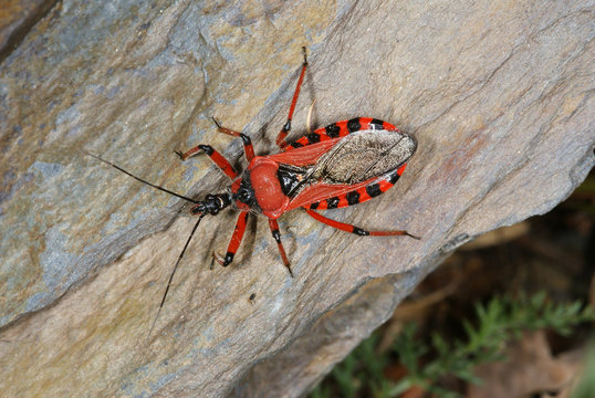 Rhynocoris iracundus Rote Mordwanze DE, Mosel, Kr&ouml;v 19.05.2012