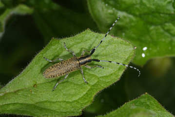 Scheckhorn-Distelbock Agapanthia villosoviridescens DE, Mosel, Kröv 19.05.2012