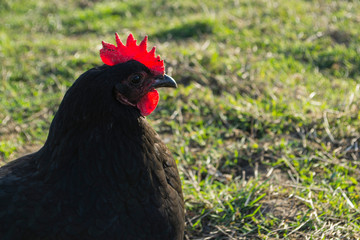 Huhn