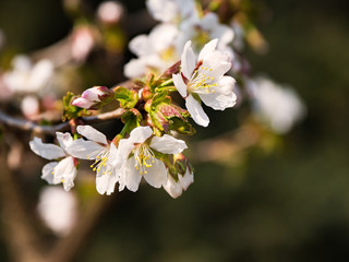 Cherry blossoms on a green natural background.