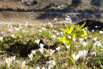 Hellebore flower in meadow close up, nature background