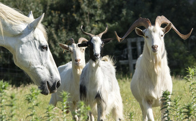 Fototapeta premium Animali di fattoria