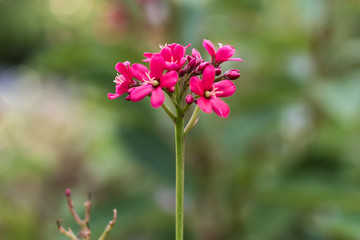 Fototapeta premium Red Flowers at a park in Bangkok