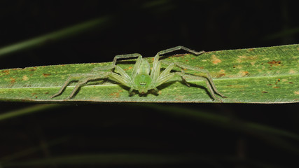 gree spider