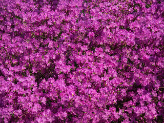  Floral carpet of flowering rhododendrons.