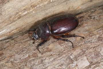 Oryctes nasicornis Nashornkäfer , Weibchen DE, Leverkusen-Opladen 20.05.2012