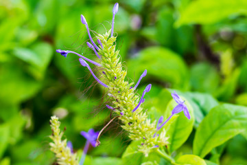 Purple flowers at a park in bangkok