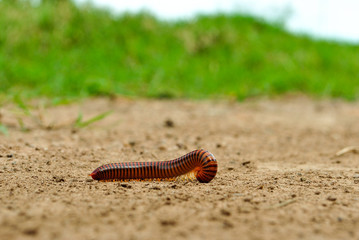 Red and black worm in the dirt with green plants gusano rojo y negro en la tierra con plantas verdes 2