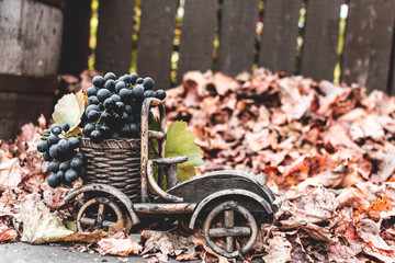 Fototapeta premium Autumn still life grapes in a wooden car on a background of autumn leaves