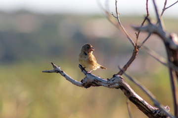 bird on branch