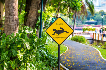 lizard crossing