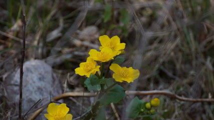Sumpfdotterblume aufgeblüht