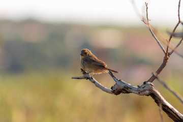 sparrow on branch
