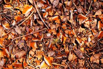 autumn leaves on ground