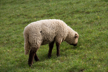 blick auf ein gras fressendes weißes schaf in rhede ems emsland deutschland fotografiert draußen während eines spaziergangs an einem bewölkten tag
