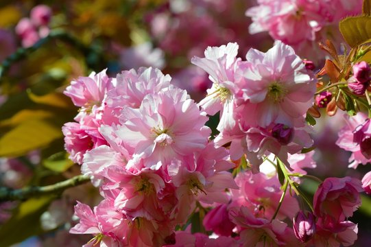 Colourful pink cherry blossom.