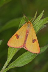 Diacrisia sannio (LINNAEUS, 1758) Rotrandbär, Männchen DE, Mosel, Kröv 19.05.2012