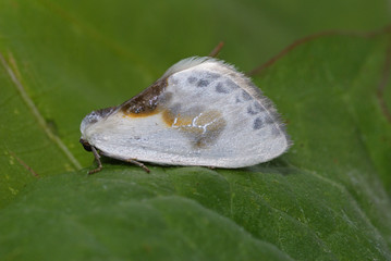 Cilix glaucata (SCOPOLI, 1763) Weißer Sichelflügler, Silberspinnerchen DE, Mosel, Kröv 19.05.2012