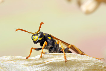 Wasp awaken from winter. 