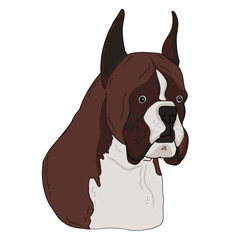 Boxer dog animal cute face. Vector illustration of cartoon simple dog portrait on white background. Animal art drawn by free hand.