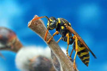 Wasp has awakened from winter and sits on a willow branch.