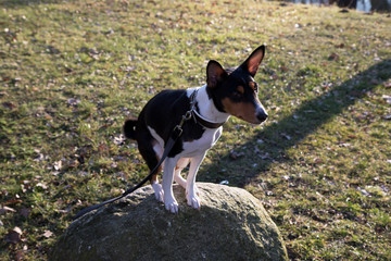 ein dreifarbiger basenji auf einem stein sitzend in meppen emsland deutschland fotografiert während eines spaziergangs in der natur an seinem sonnigen nachmittag