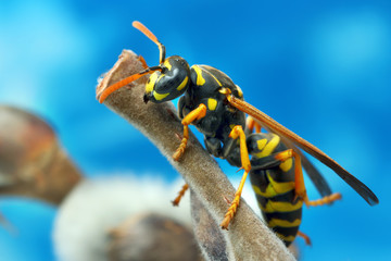Wasp has awakened from winter and sits on a willow branch.