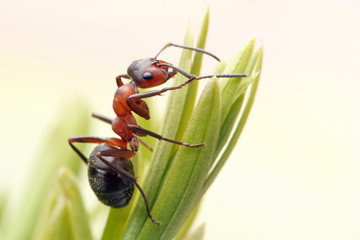 Ant runs quickly in the grass, clinging to the blades of grass.