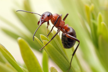 Ant runs quickly in the grass, clinging to the blades of grass.