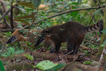 quati