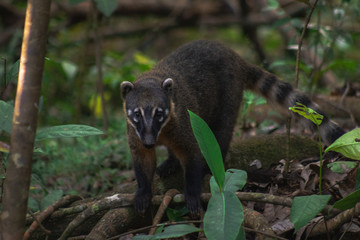 quati