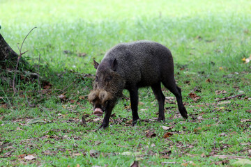 Bornean bearded pig (Sus barbatus) - Borneo Malaysia Asia