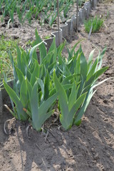 Obraz premium Beautiful flowers in the garden early in the spring morning.