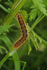 Malacosoma castrensis (LINNAEUS, 1758) Wolfsmilch-Ringelspinner , Raupe DE, Mosel, Kröv 19.05.2012