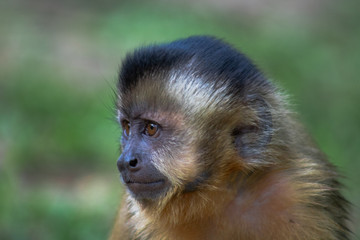 Naklejka premium Monkey