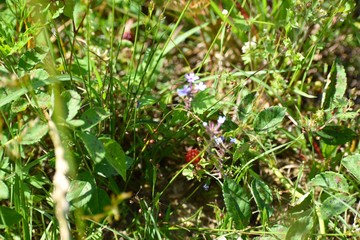 red berries on a bush