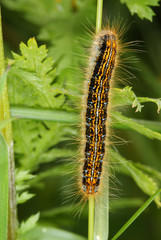 Malacosoma castrensis (LINNAEUS, 1758) Wolfsmilch-Ringelspinner , Raupe DE, Mosel, Kröv 19.05.2012