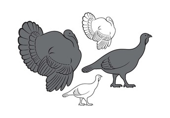 Fototapeta na wymiar bird turkey