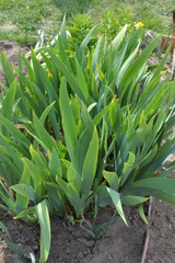 Obraz premium Beautiful flowers in the garden early in the spring morning.